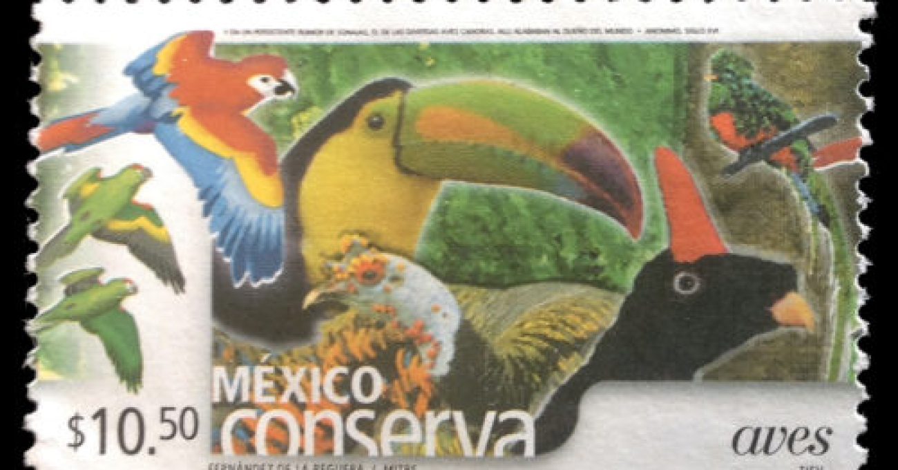 Mexican Birds
