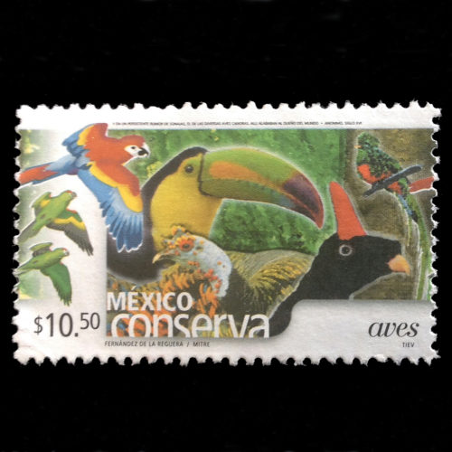 mexican-birds